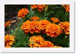 Flowers 105